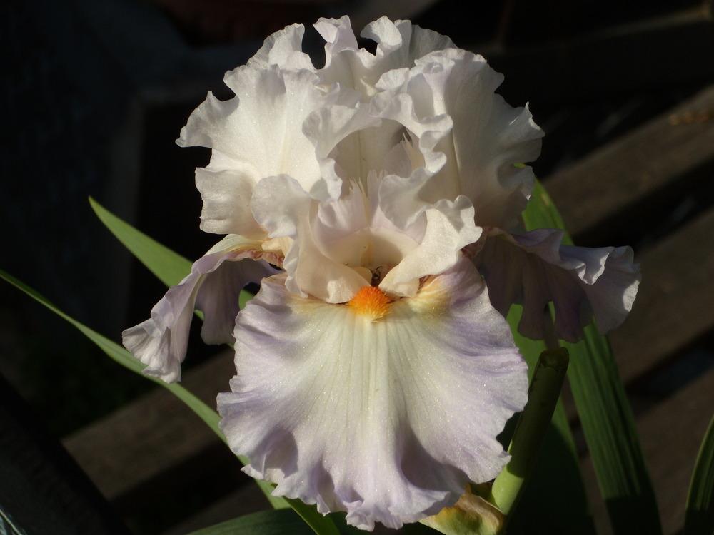 Photo of Tall Bearded Iris (Iris 'Polite Applause') uploaded by Betja