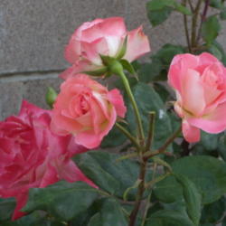 Location: My garden in Bakersfield, CA
Date: 2011-05-04