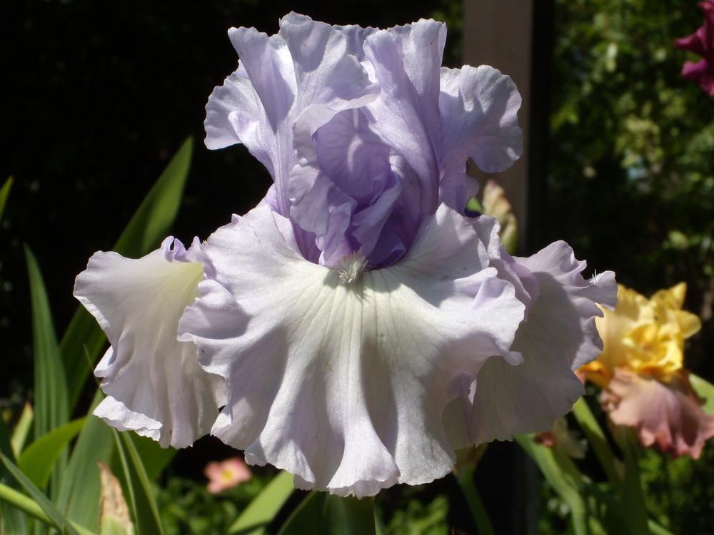 Photo of Tall Bearded Iris (Iris 'Uptown Lady') uploaded by Betja