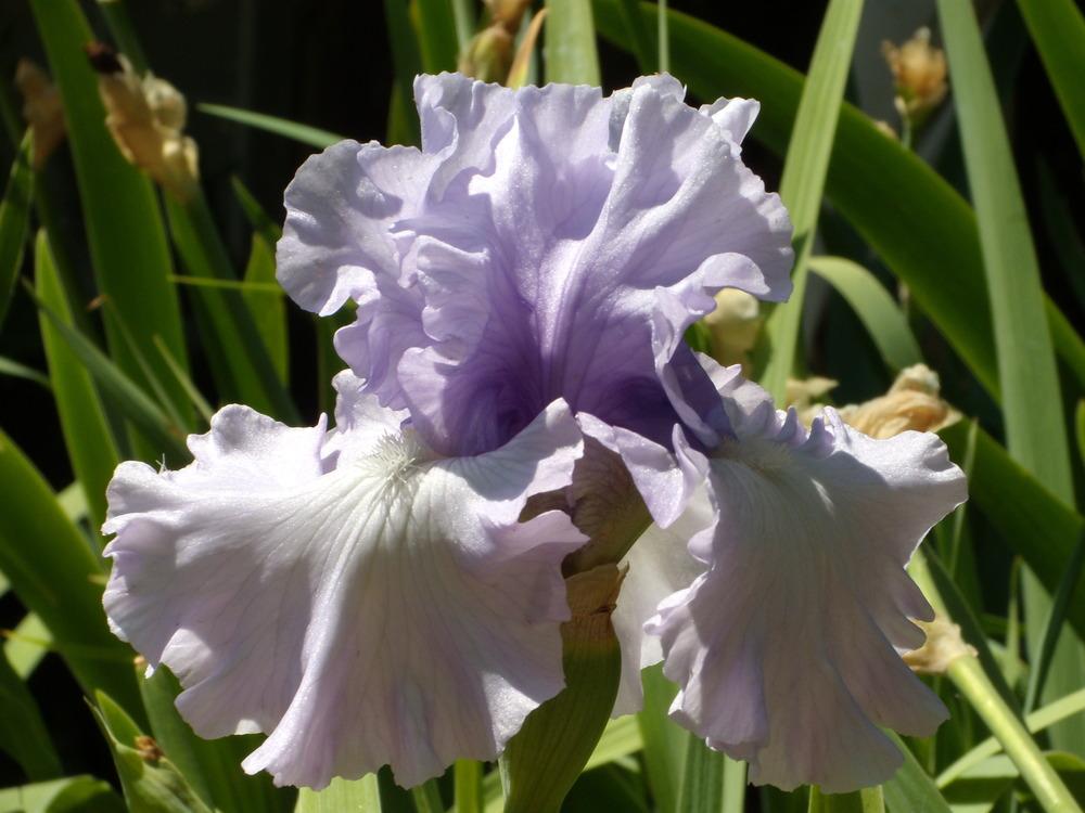 Photo of Tall Bearded Iris (Iris 'Uptown Lady') uploaded by Betja