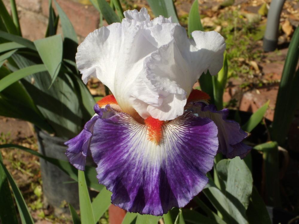 Photo of Tall Bearded Iris (Iris 'Gypsy Lord') uploaded by Betja