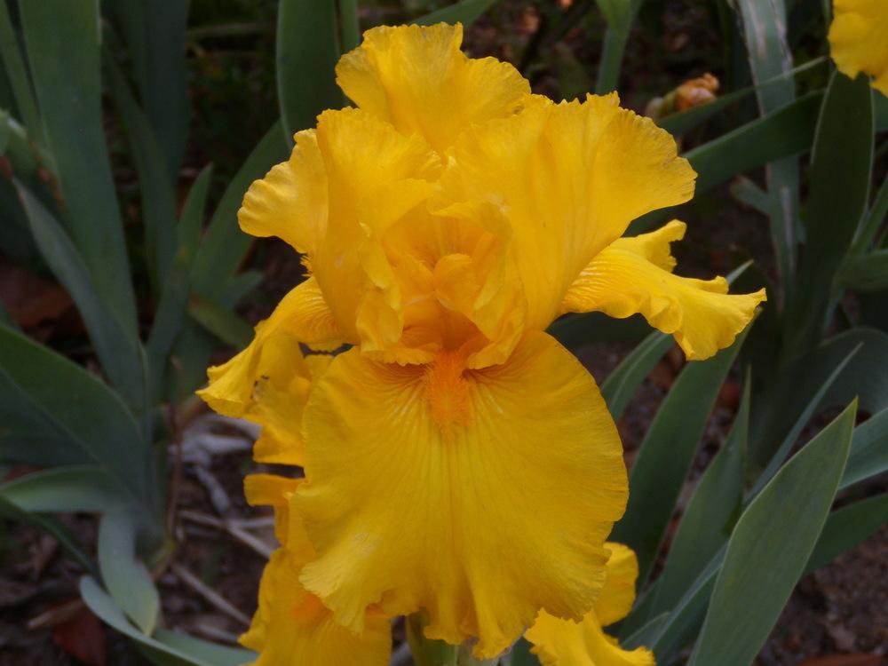 Photo of Tall Bearded Iris (Iris 'Hot Property') uploaded by Betja