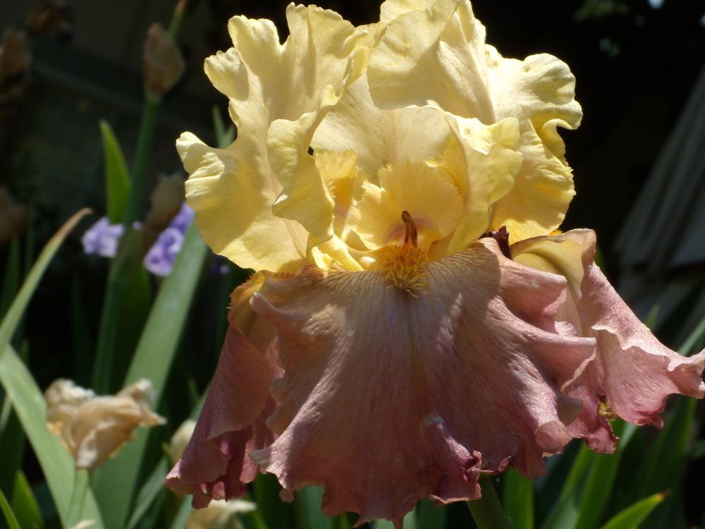 Photo of Tall Bearded Iris (Iris 'High Chaparral') uploaded by Betja
