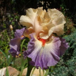 Location: My garden in Bakersfield, CA
Date: 2010-04-24