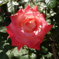 Location: My garden in Bakersfield, CA
Date: 2011-04-22
