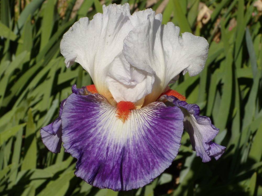 Photo of Tall Bearded Iris (Iris 'Gypsy Lord') uploaded by Betja
