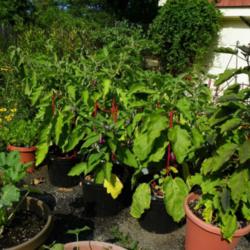 Grow Eggplants in Pots