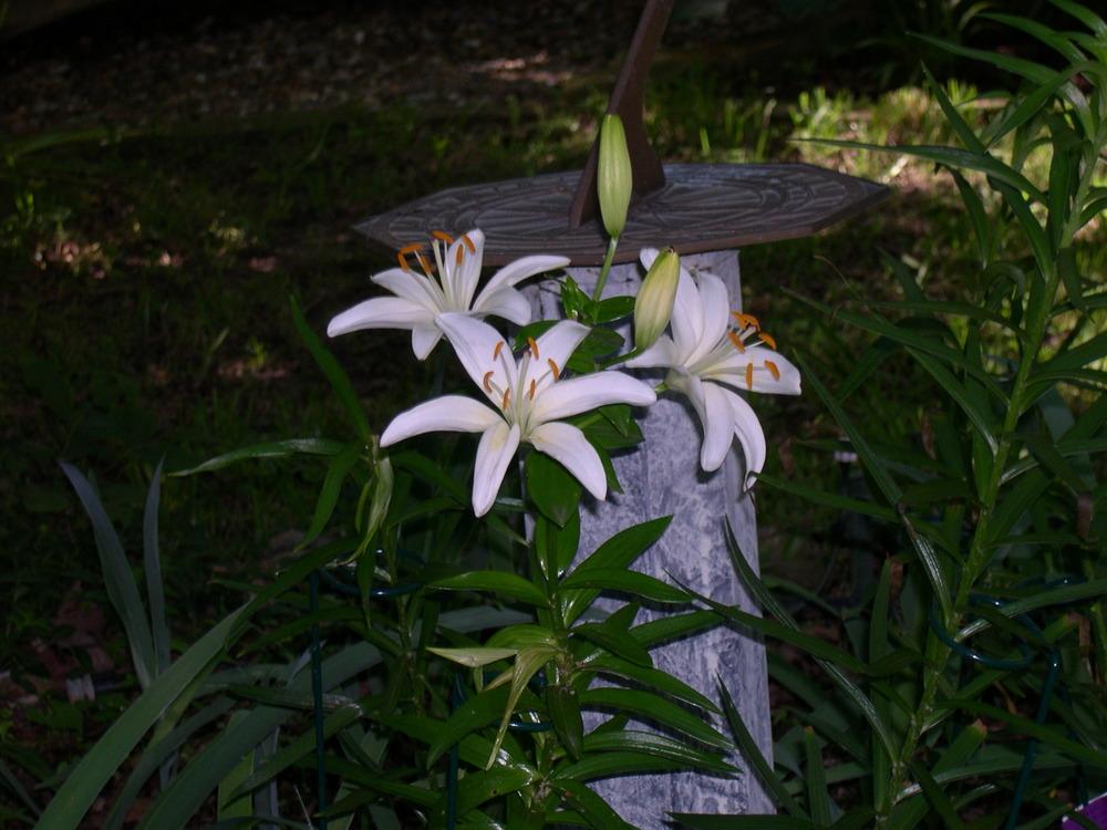 Photo of Lilies (Lilium) uploaded by rocklady