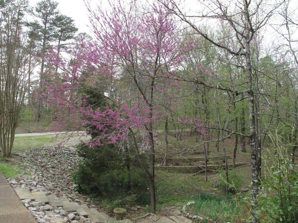 Photo of Eastern Redbud (Cercis canadensis) uploaded by rocklady
