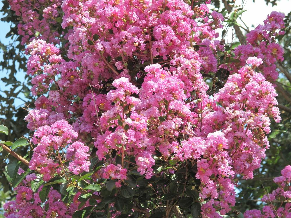 Photo of Crepe Myrtles (Lagerstroemia) uploaded by rocklady