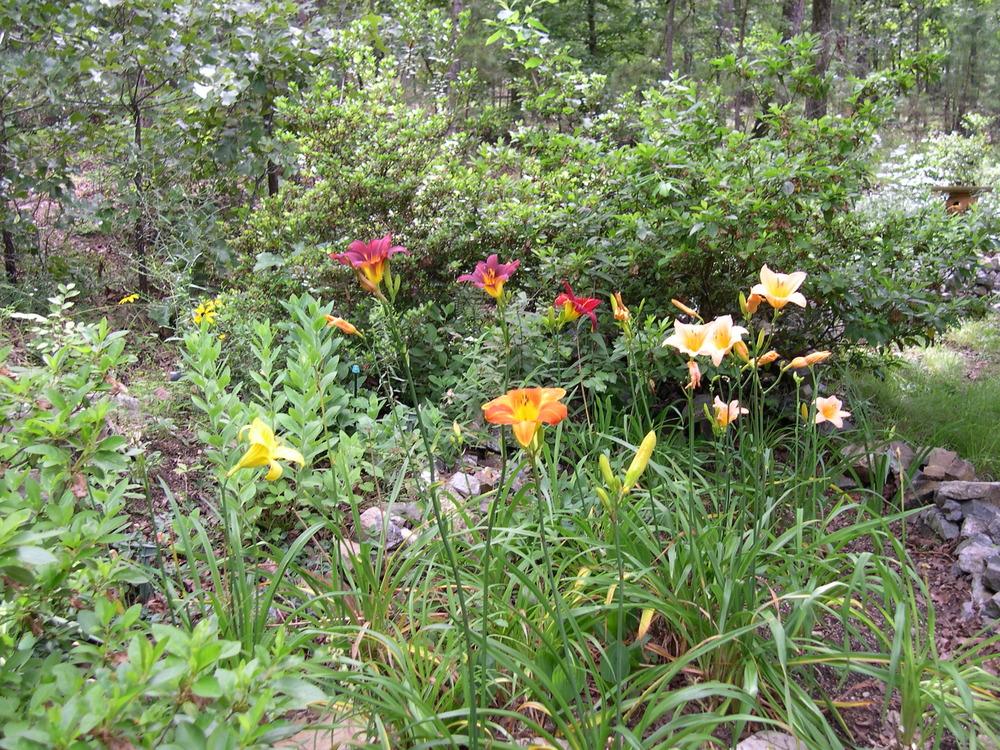 Photo of Daylilies (Hemerocallis) uploaded by rocklady