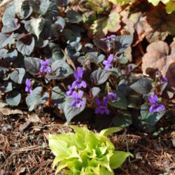 
Date: 2012-04-16
Viola in flower, in planting.