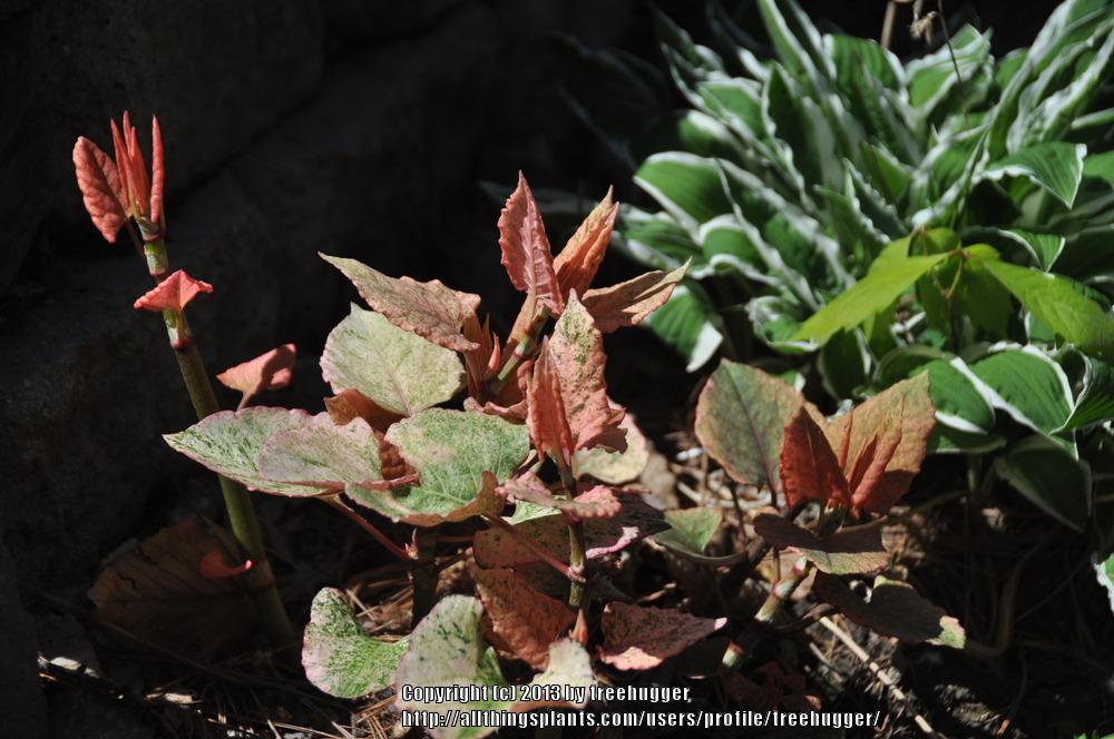 Photo of Variegated Japanese Knotweed (Reynoutria japonica 'Variegata') uploaded by treehugger