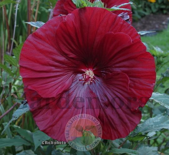 Photo of Hybrid Hardy Hibiscus (Hibiscus Summerific™ Cranberry Crush) uploaded by Char
