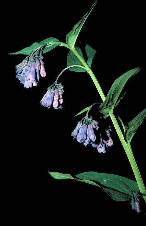 Photo of Tall Fringed Bluebells (Mertensia ciliata) uploaded by SongofJoy