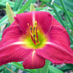 Location: My Gardens
Date: July 6, 2011
Big Bloom: Great Color!