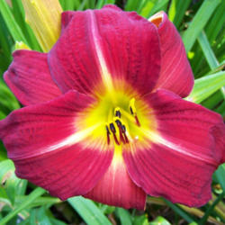 Location: My Gardens
Date: July 10, 2008
Best In Light Shade: Big Flower
