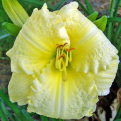 Location: My Gardens
Date: July 10, 2008
Nice Daylily- Worthwhile