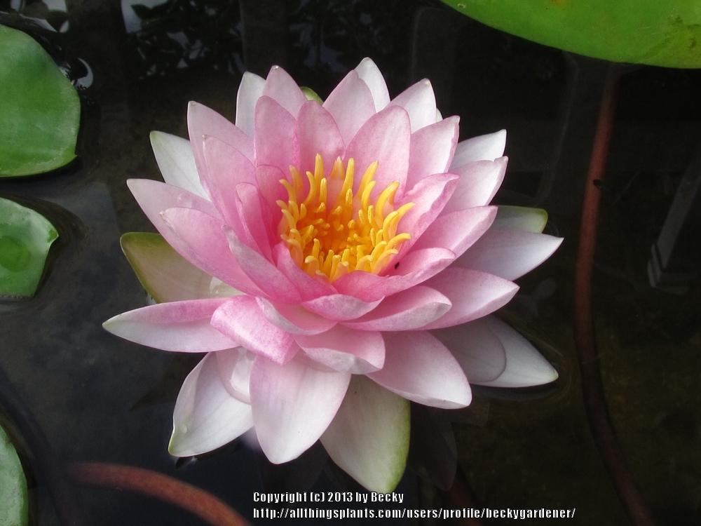 Photo of Hardy Water Lily (Nymphaea 'Hollandia') uploaded by beckygardener