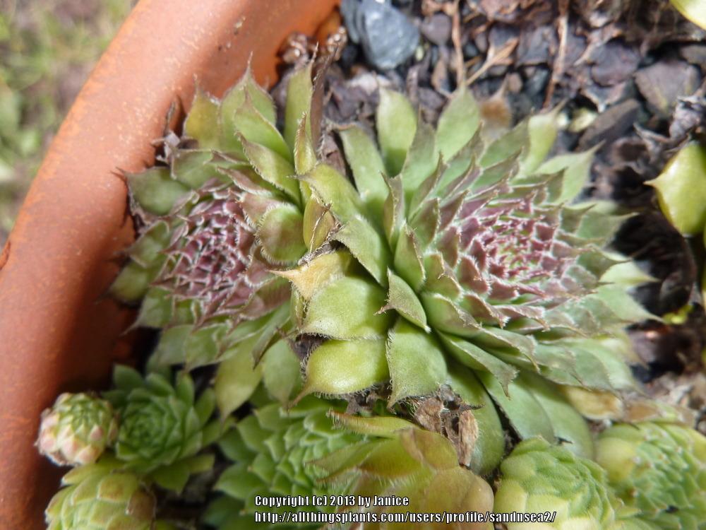 Photo of Hen and Chicks (Sempervivum 'Pacific Mayfair Imp') uploaded by sandnsea2