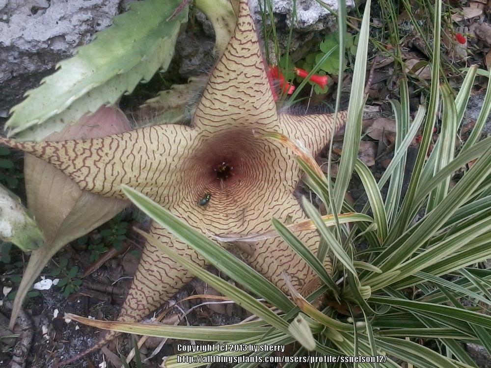 Photo of Starfish Plant (Ceropegia gigantea) uploaded by ssnelson12