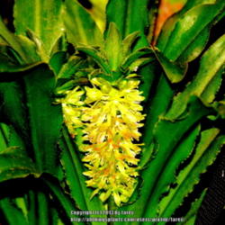 Location: At our garden - San Joaquin County, CA
Date: 2013-09-02
A late summer bloom for this 2013 - Dwarf Eucomis 'Tiny Piny Opal