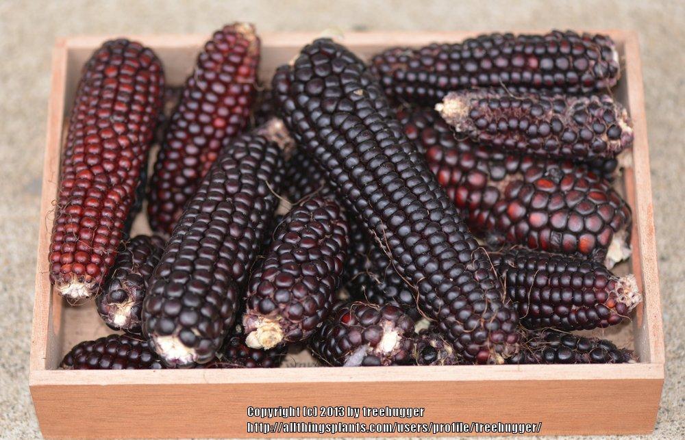Photo of Corn (Zea mays subsp. mays) uploaded by treehugger