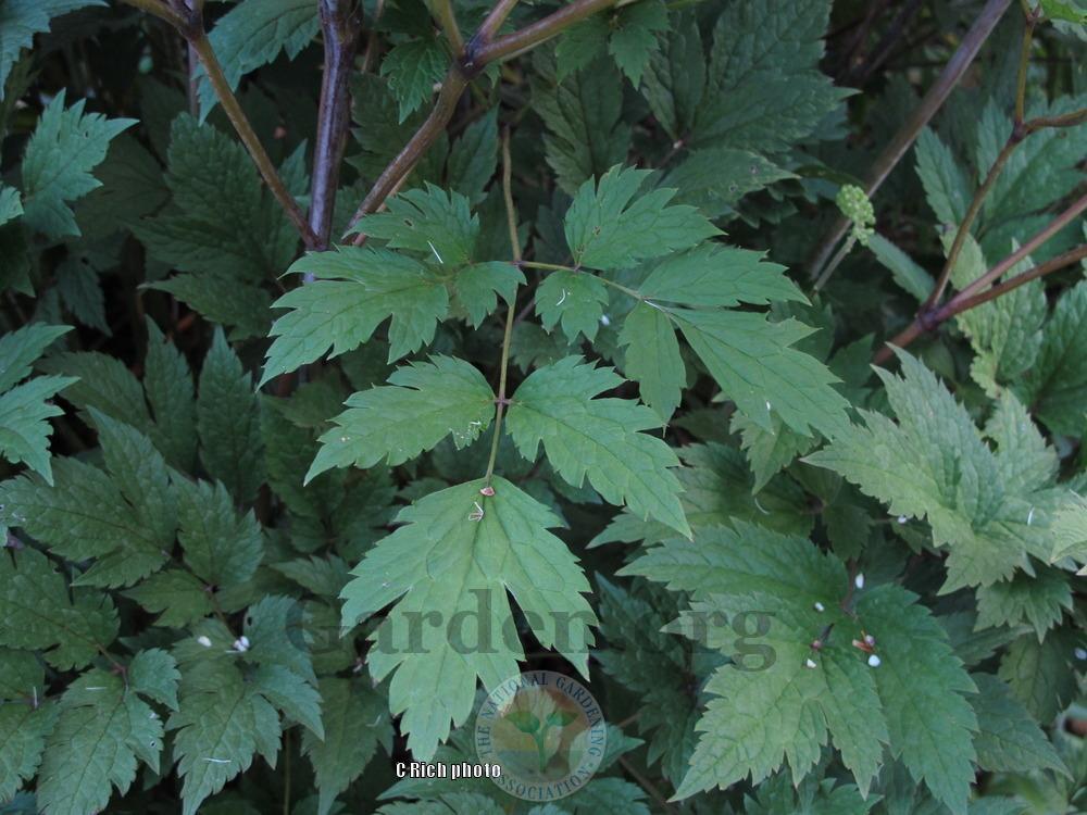 Photo of Bugbane (Actaea racemosa 'Atropurpurea') uploaded by Char
