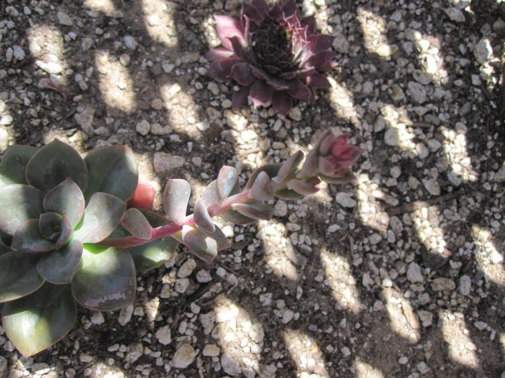 Photo of Echeveria 'Chroma' uploaded by MagerRooRHammer