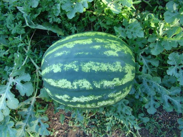 Photo of Watermelon (Citrullus lanatus 'Crimson Sweet') uploaded by Patti1957