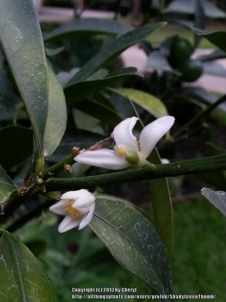 Photo of Kumquat (Citrus japonica) uploaded by ShadyGreenThumb