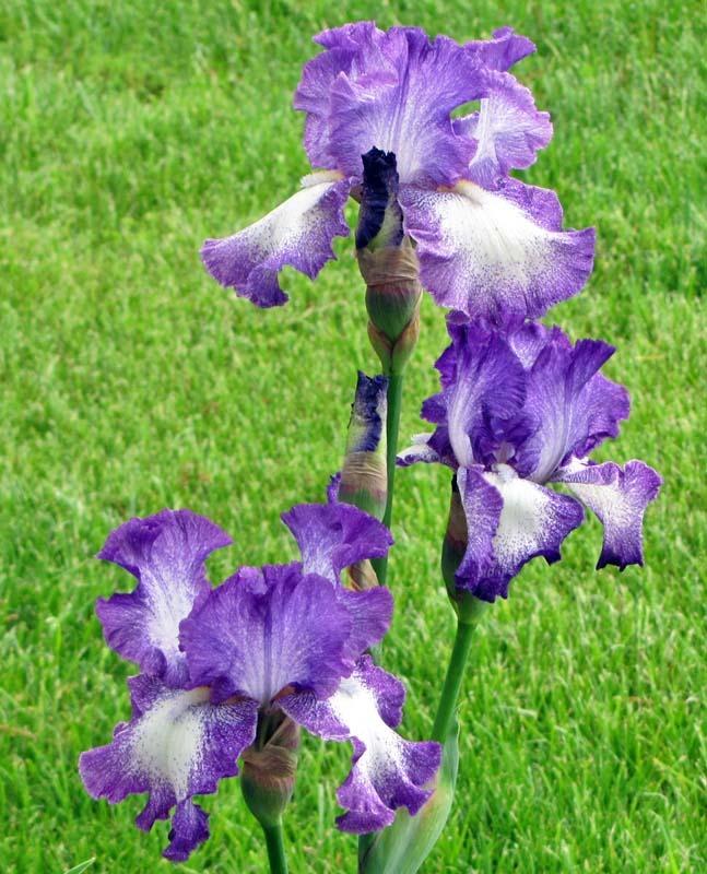 Photo of Tall Bearded Iris (Iris 'Jesse's Song') uploaded by TBGDN