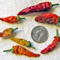 Location: My Place
Date: September 4, 2013
Dried Peppers Compared To 25¢ Coin