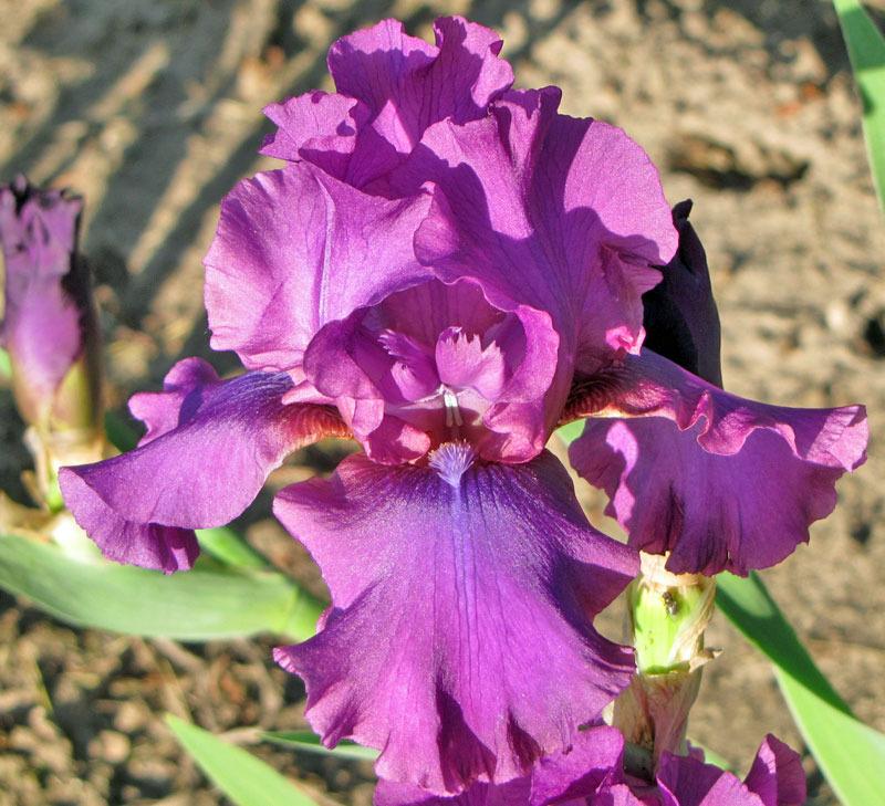 Photo of Tall Bearded Iris (Iris 'Sultry Mood') uploaded by TBGDN
