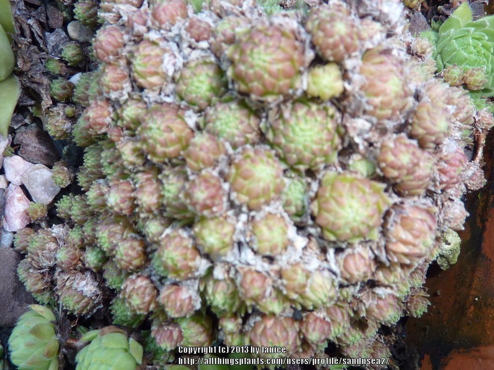 Photo of Hen and Chicks (Sempervivum 'Silver Angel') uploaded by sandnsea2