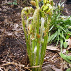 
Date: 2003-08-08
Fern emerging in spring.