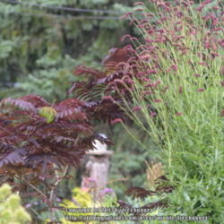 
Date: 2013-08-27
Used in a planting with Albizia julibrissin 'Summer Chocolate'.