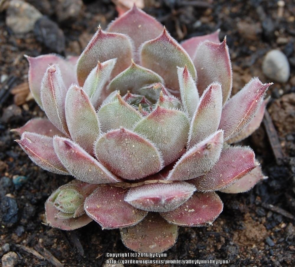 Photo of Hen and Chicks (Sempervivum 'Engle's 13-2') uploaded by valleylynn