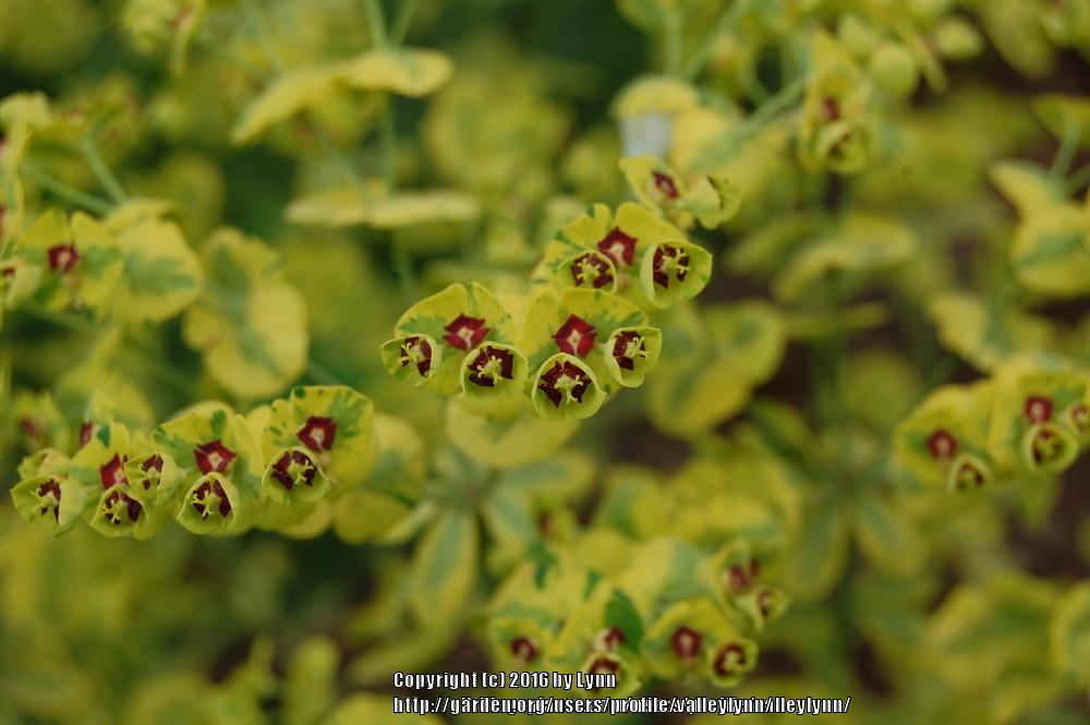 Photo of Euphorbia (Euphorbia x martini 'Ascot Rainbow') uploaded by valleylynn