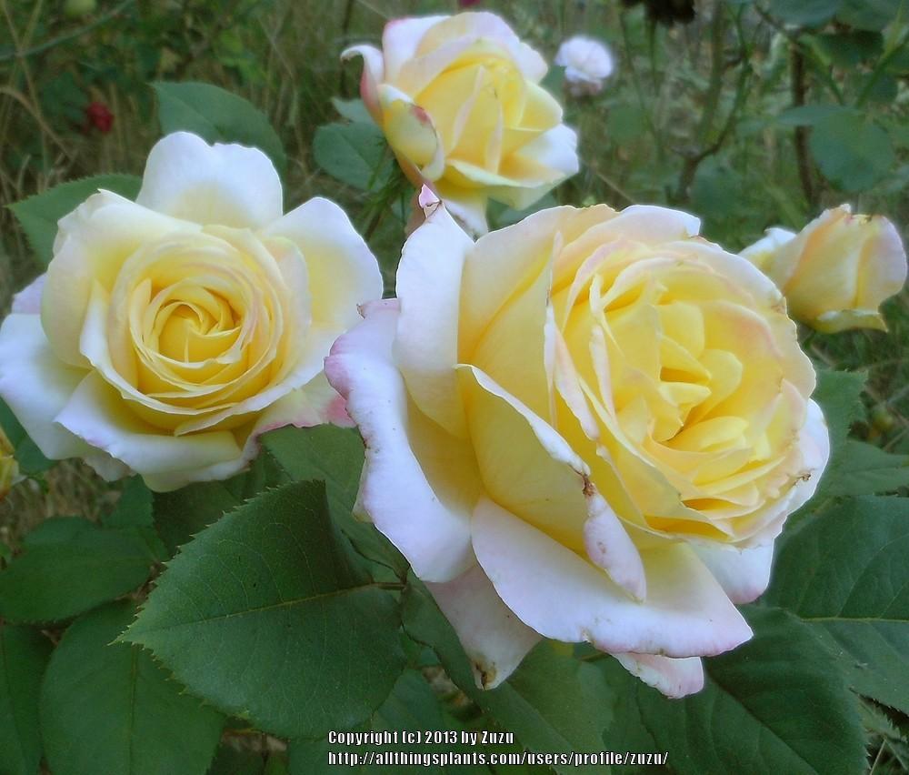 Photo of Rose (Rosa 'Bella'roma') uploaded by zuzu