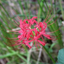 Location: N. E. Medina Co., Texas
Date: August 30, 2013
Red Spider Lily