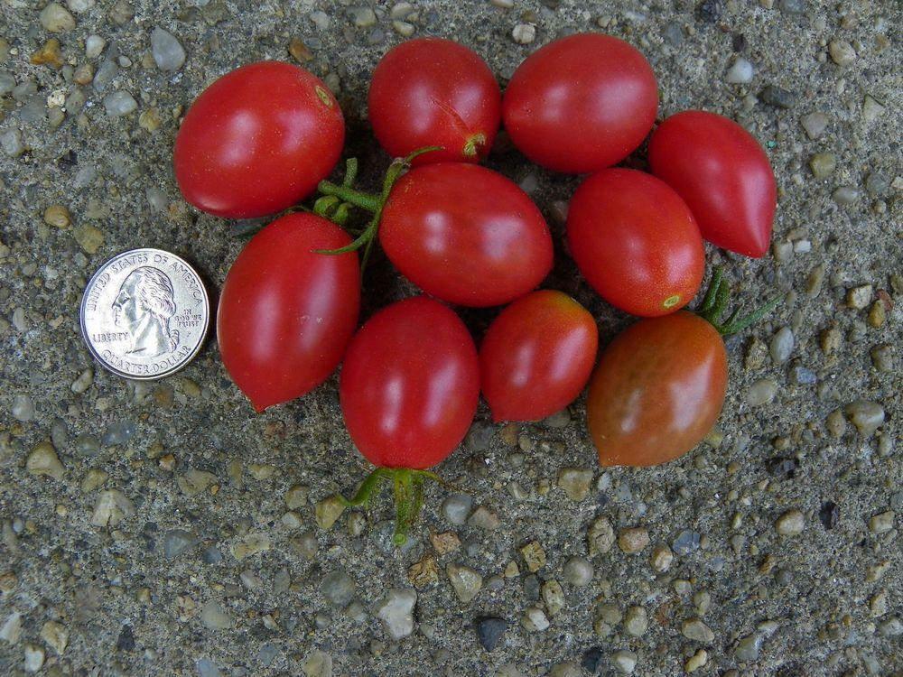 Photo of Tomato (Solanum lycopersicum 'Sugary') uploaded by Newyorkrita