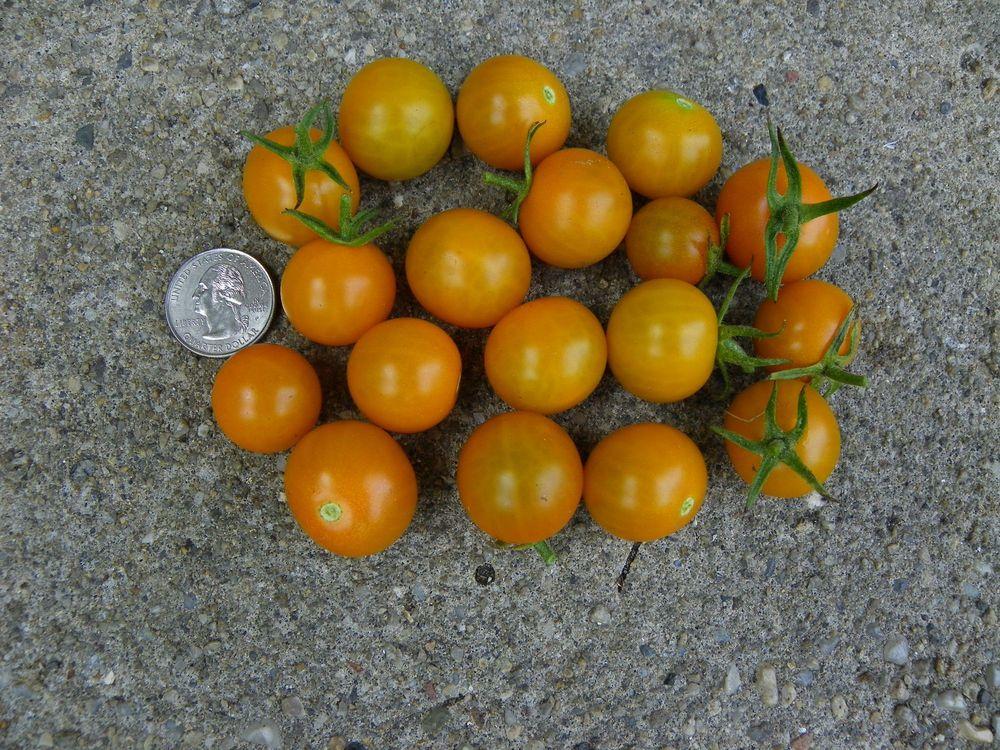 Photo of Tomato (Solanum lycopersicum 'Sungold') uploaded by Newyorkrita