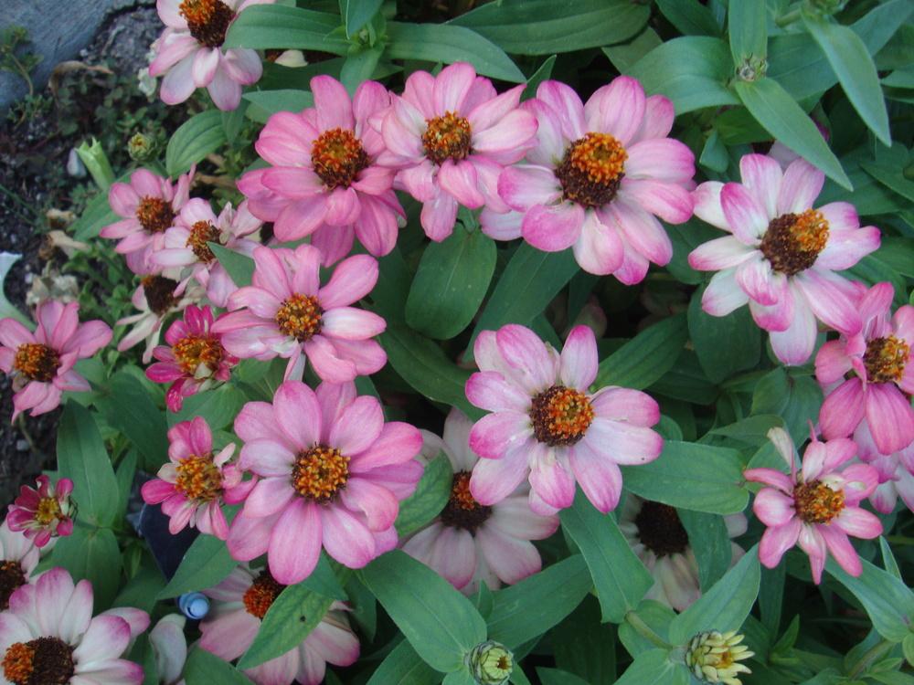 Photo of Zinnia 'Profusion Coral Pink' uploaded by Paul2032