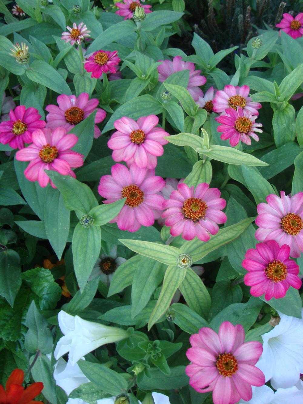 Photo of Zinnia 'Profusion Coral Pink' uploaded by Paul2032