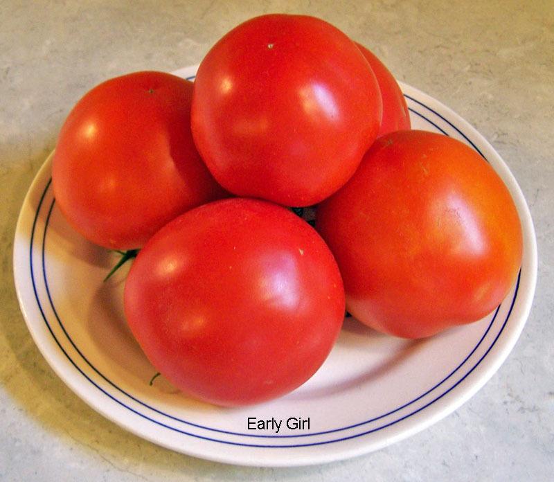 Photo of Tomato (Solanum lycopersicum 'Early Girl') uploaded by TBGDN