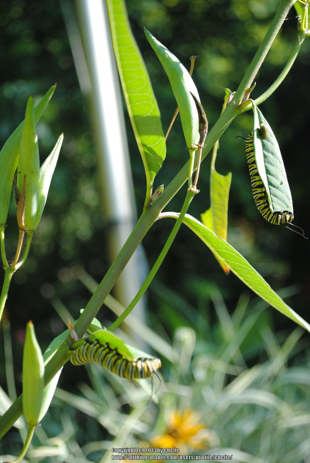 Photo of Tropical Milkweed (Asclepias curassavica) uploaded by chelle
