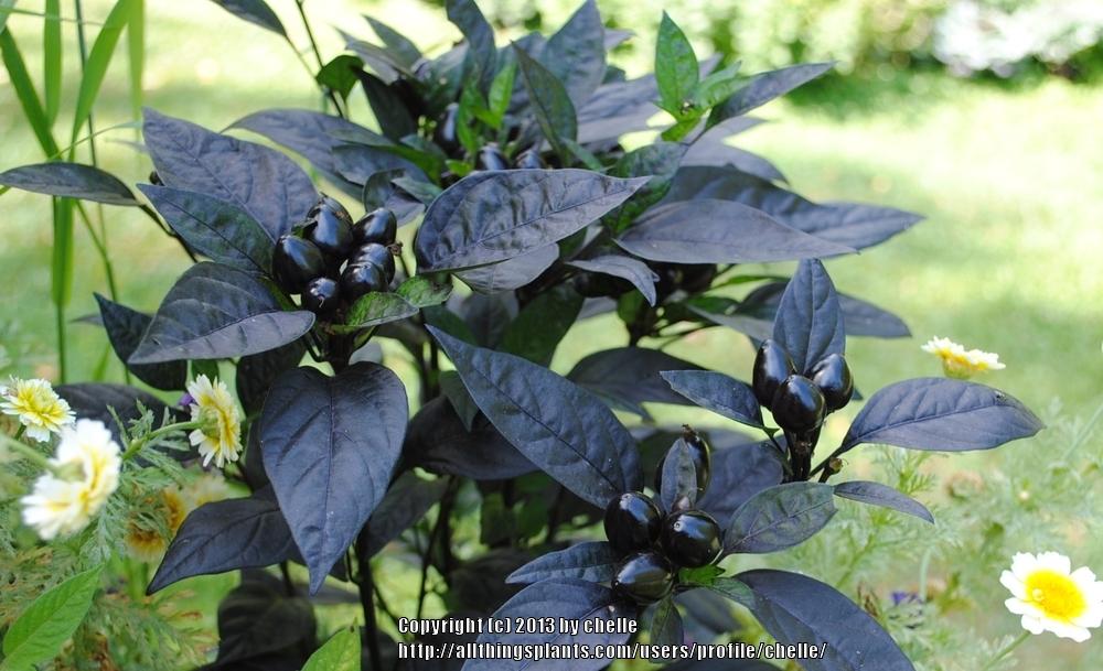 Photo of Ornamental Pepper (Capsicum annuum 'Black Pearl') uploaded by chelle