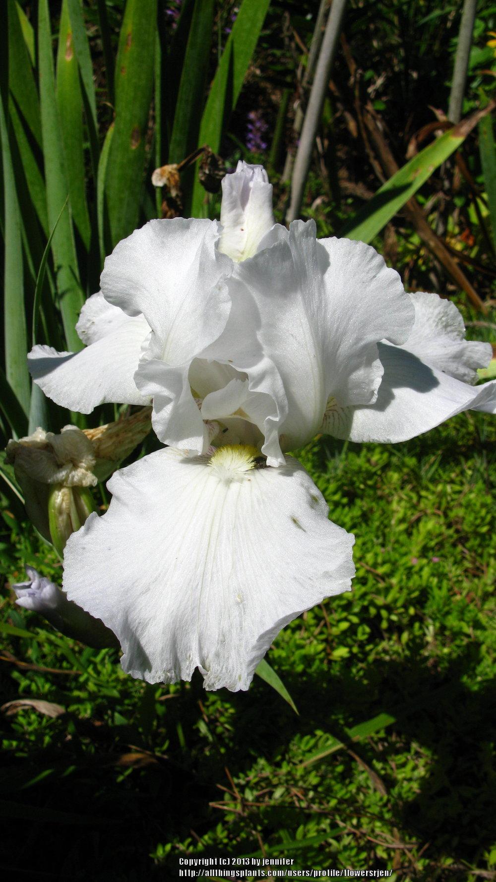 Photo of Tall Bearded Iris (Iris 'Immortality') uploaded by flowersrjen