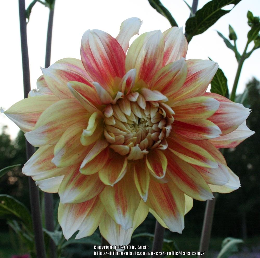 Photo of Dahlia 'Peaches and Cream' uploaded by 4susiesjoy